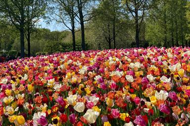 Parco dei fiori: Keukenhof. Un prato olorato di tulipani, i colori bianco, rosa e giallo spiccano sul verde dello sfond