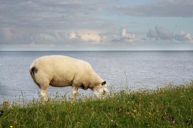 Primo piano di una pecora di Texel che bruca l'erba e i fiori gialli, sullo sfondo il freddo mare del Nord