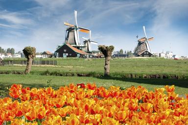 Tulipani arancioni che spiccano in primo piano con dietro tronchi d'albero e 2 mulini tipici dei Paesi Bassi